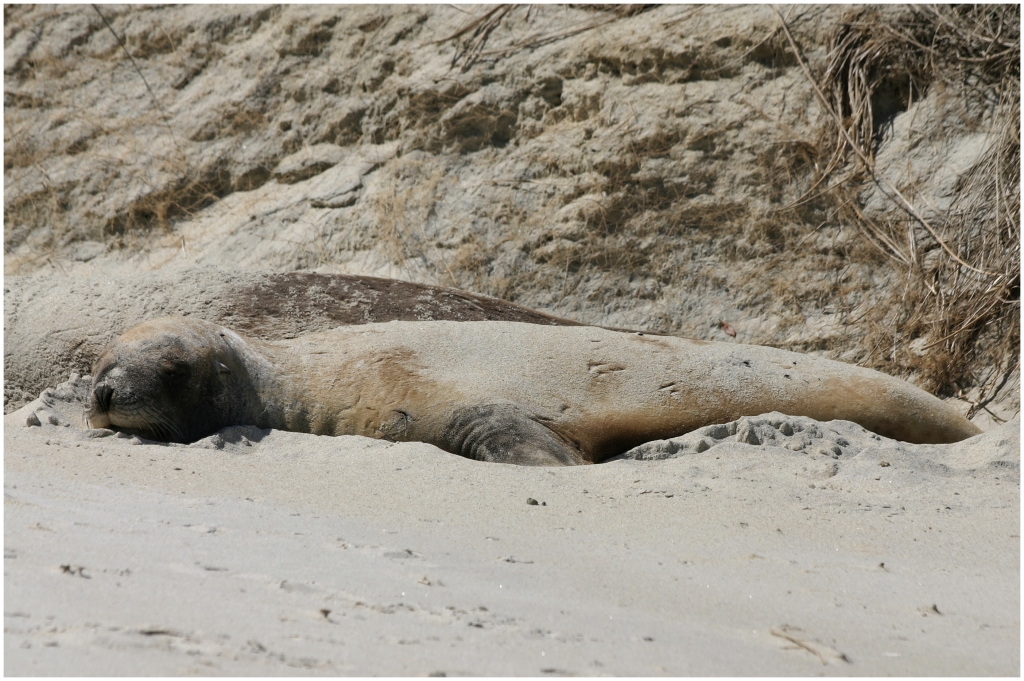 04 - Presqu'ile d'Otago (17).jpg